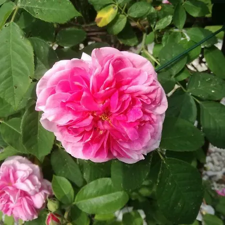 Am Benther Berg アパート